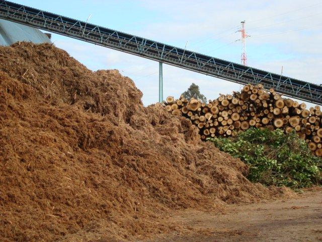Coordenação da Subcomissão da Biomassa para Energia da PARF
