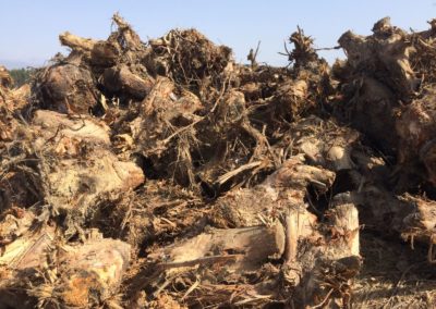 Disponibilidade de biomassa