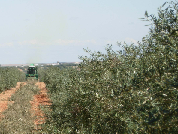 Boas Práticas: Gaseificação de bagaço de azeitona