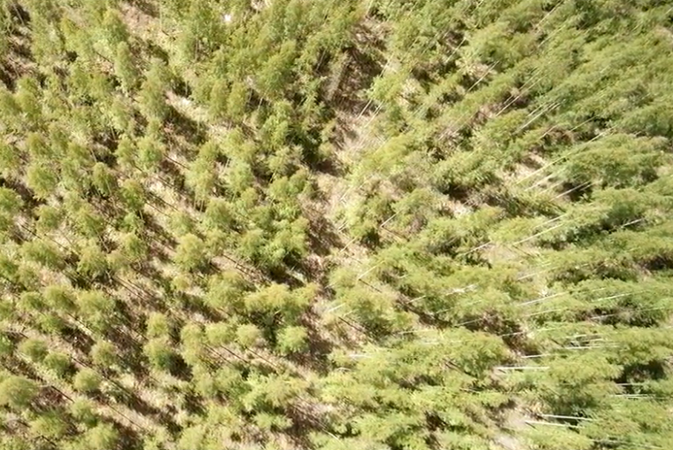 Boas Práticas: desbaste de corredor florestal