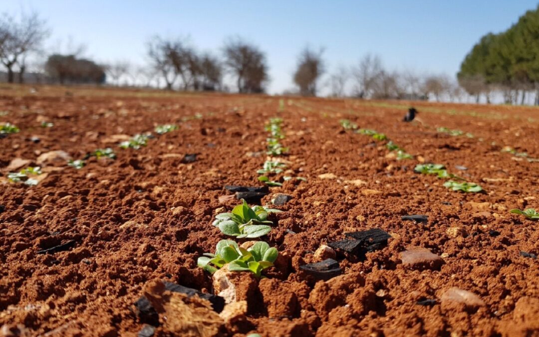 Boas Práticas: Biochar à base de resíduos lignocelulósicos e agrícolas